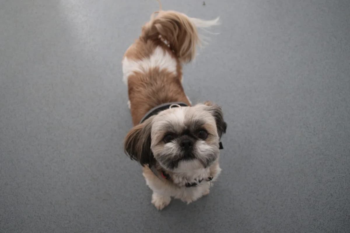 Penny 2, female 4yo Shih Tzu for adoption at Brysons Animal Refuge