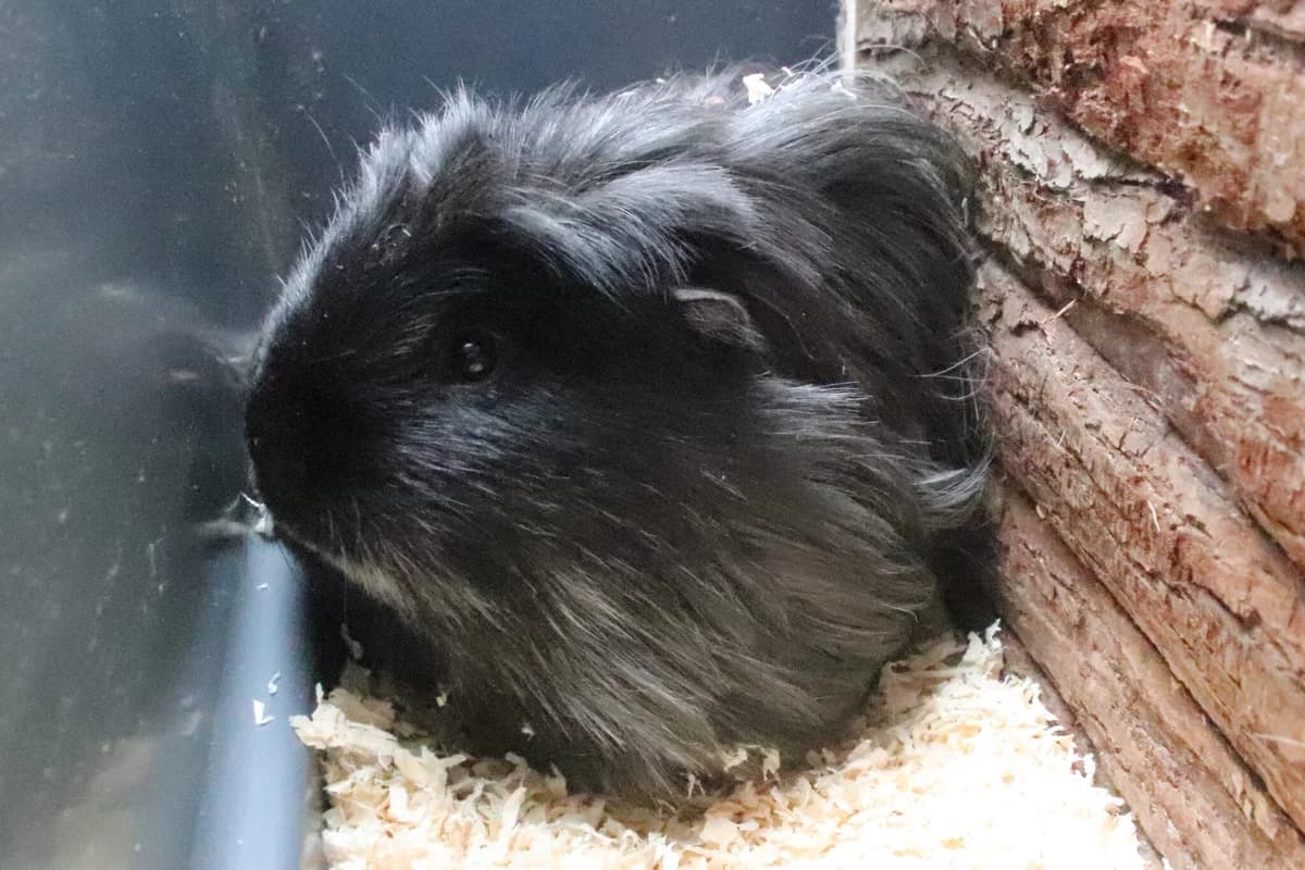 Pepper, male 3yo Guinea Pig for adoption at Brysons Animal Refuge