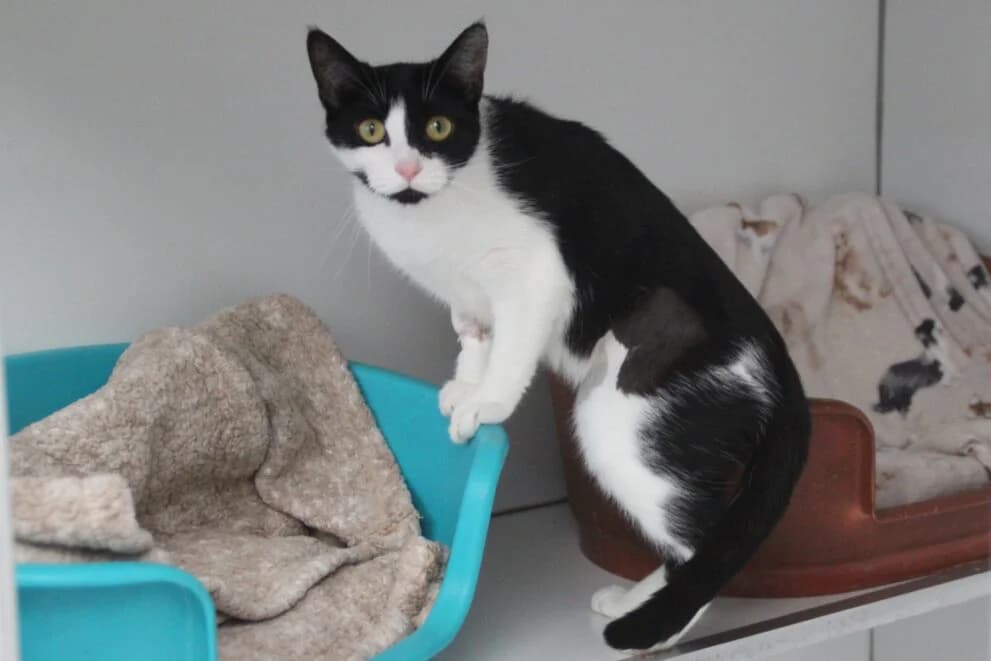 Poppy, female puppy Mixed Breed Cat for adoption at Brysons Animal Refuge