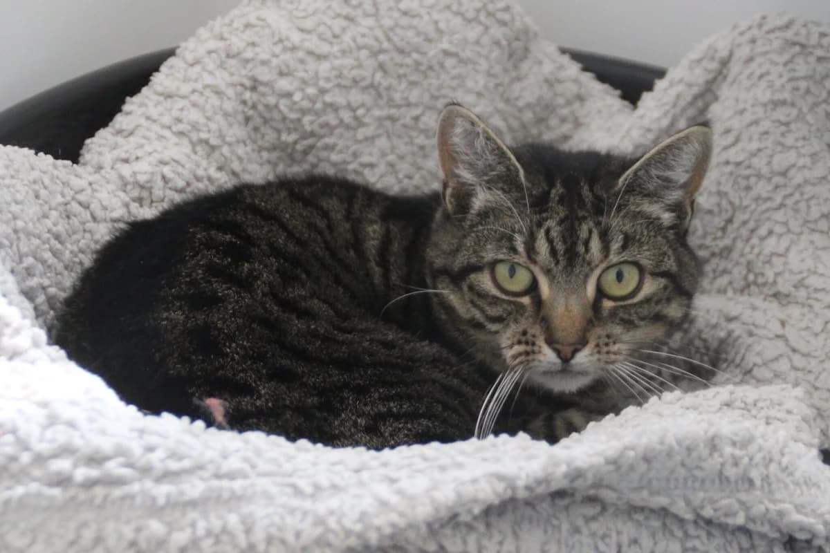 Princess, female 6yo Mixed Breed Cat for adoption at Brysons Animal Refuge