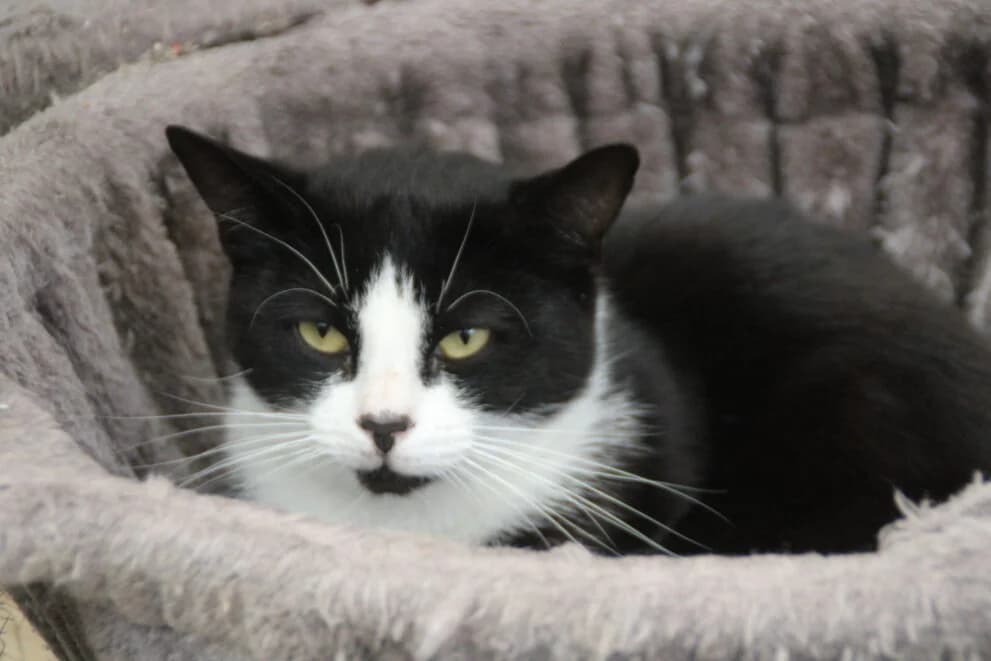 Ralph, male young Mixed Breed Cat for adoption at Brysons Animal Refuge