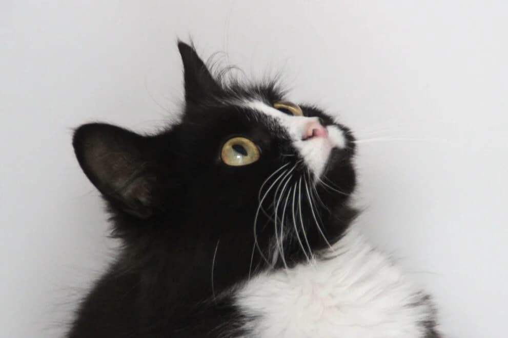 Ralphy, male young Mixed Breed Cat for adoption at Brysons Animal Refuge