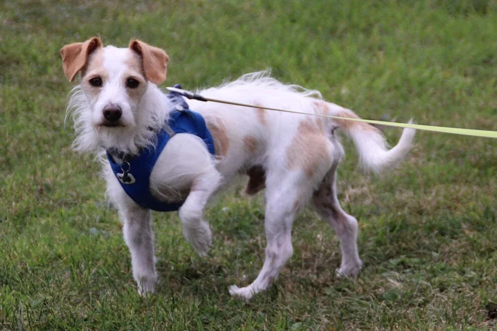 Scampy, male 6yo Jack Russell Terrier for adoption at Brysons Animal Refuge