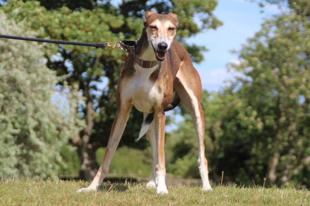 Skye, female 3yo Lurcher for adoption at Brysons Animal Refuge