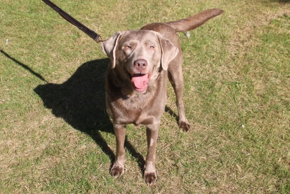 Smokey, male senior Labrador Retriever for adoption at Brysons Animal Refuge