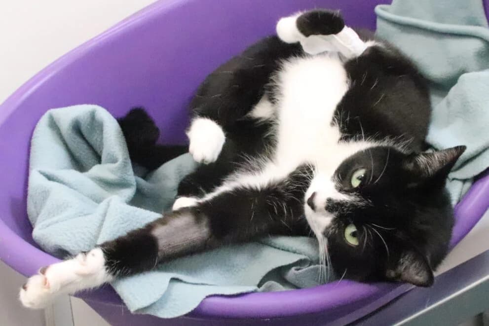 Smudge, female 3yo Mixed Breed Cat for adoption at Brysons Animal Refuge