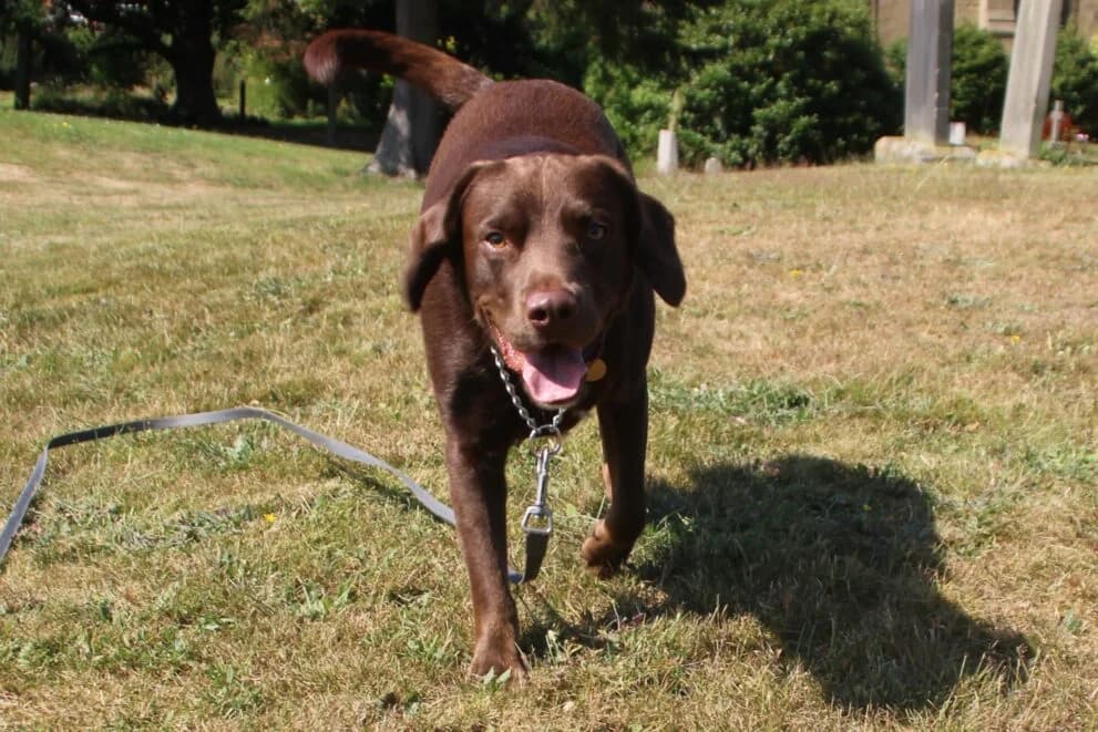 Snickers, male young Labrador Retriever for adoption at Brysons Animal Refuge