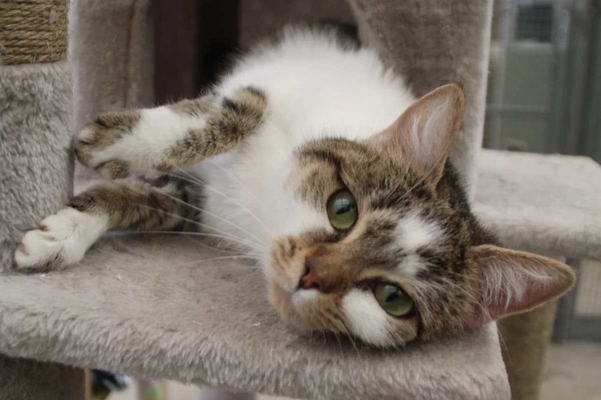 Spirit, female young Mixed Breed Cat for adoption at Brysons Animal Refuge
