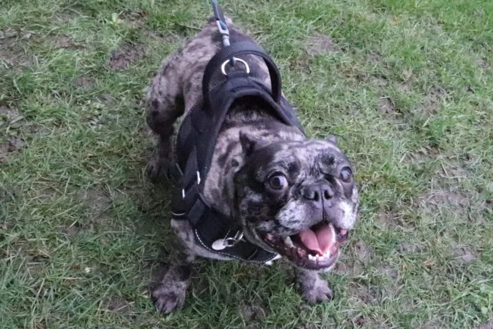 Storm, female 5yo English Bulldog for adoption at Brysons Animal Refuge