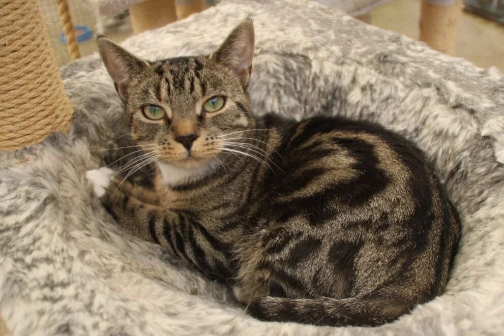 Susie, female 4yo Mixed Breed Cat for adoption at Brysons Animal Refuge