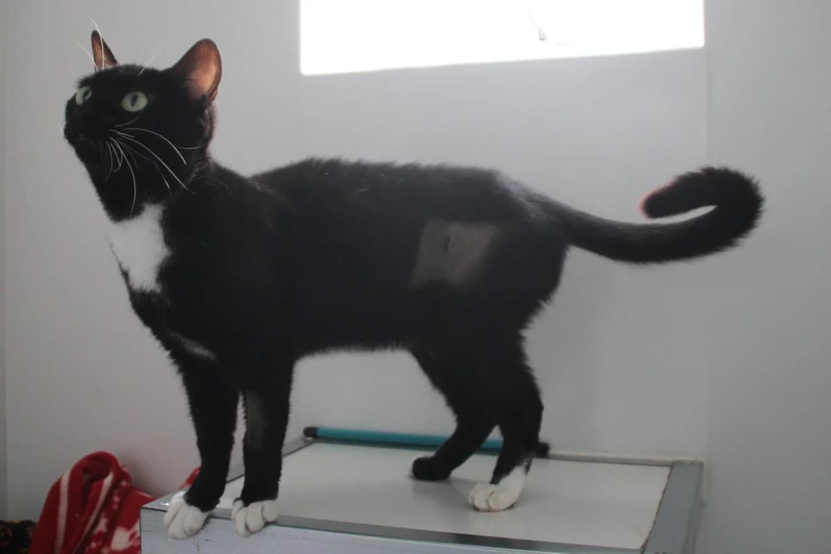Taylor, female 4yo Mixed Breed Cat for adoption at Brysons Animal Refuge