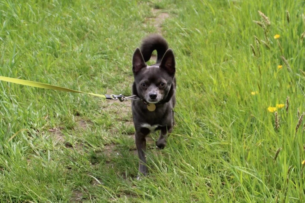 Teddy, male young Chihuahua for adoption at Brysons Animal Refuge
