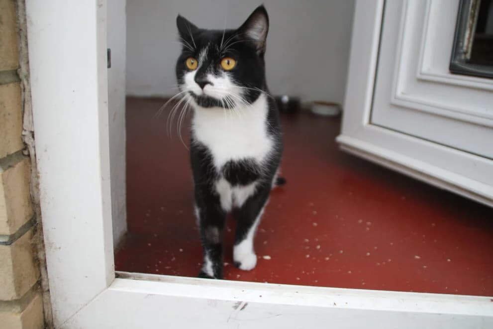 Teevo, male Mixed Breed Cat for adoption at Brysons Animal Refuge