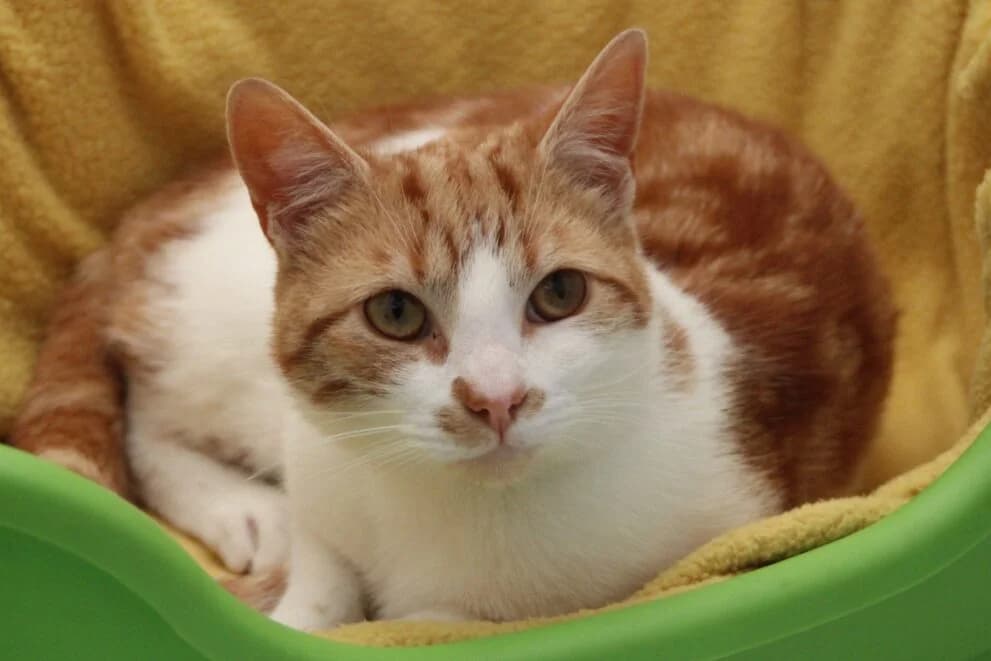 Tigger, male young Mixed Breed Cat for adoption at Brysons Animal Refuge