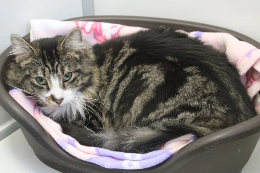 Tony, male puppy Mixed Breed Cat for adoption at Brysons Animal Refuge