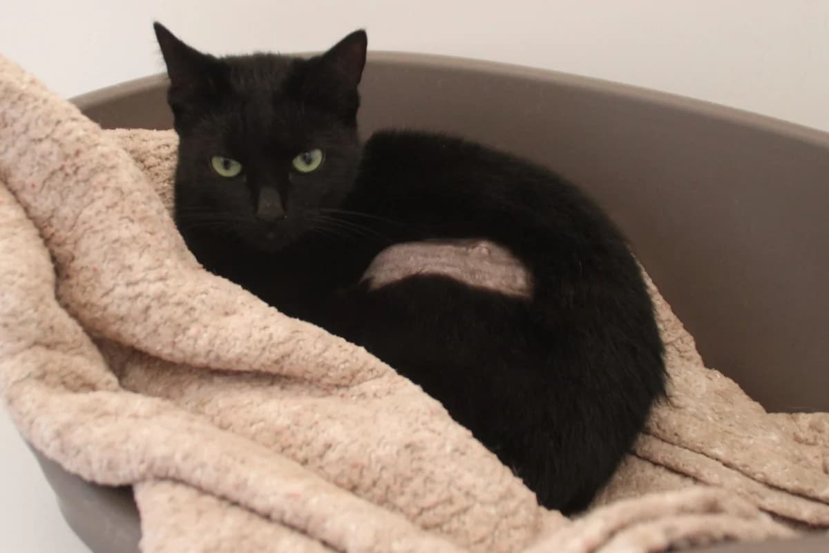 Twilight, female young Mixed Breed Cat for adoption at Brysons Animal Refuge