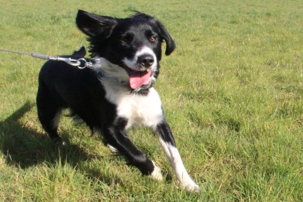 Vadar, male young Border Collie for adoption at Brysons Animal Refuge