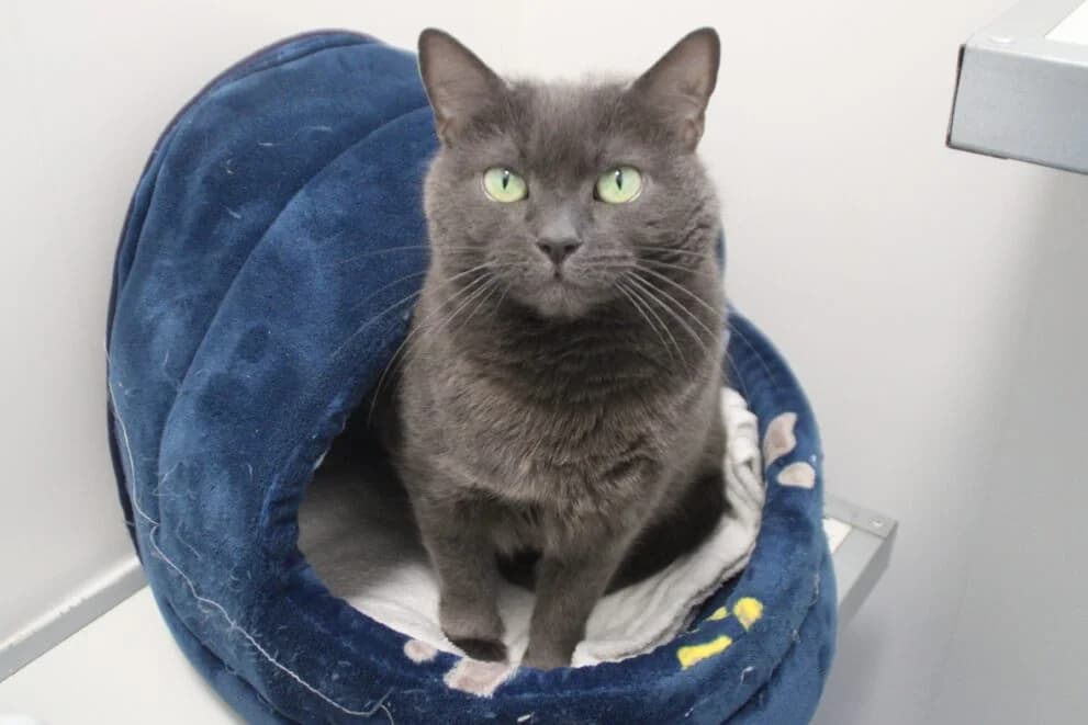 Willow, female 6yo Mixed Breed Cat for adoption at Brysons Animal Refuge