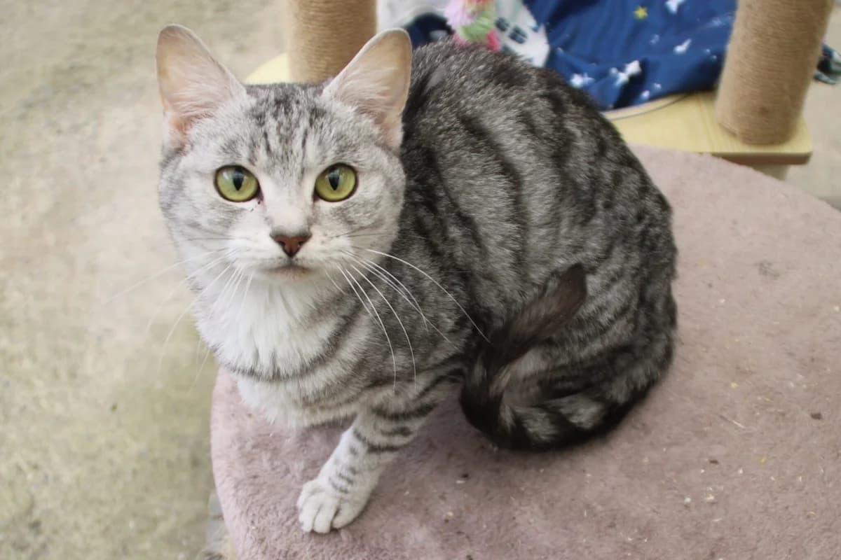 Wolfie, female young Mixed Breed Cat for adoption at Brysons Animal Refuge