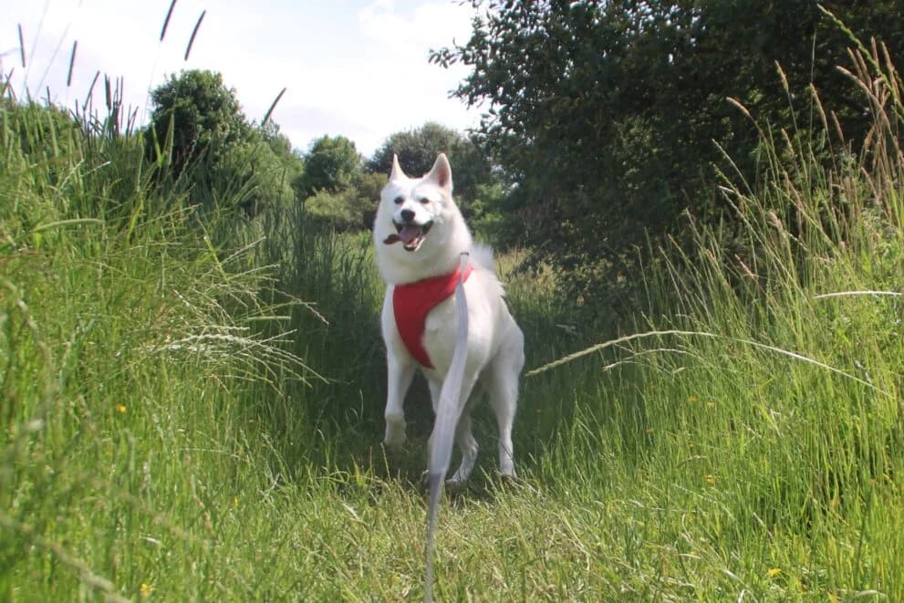 Xena, female 7yo Samoyed for adoption at Brysons Animal Refuge