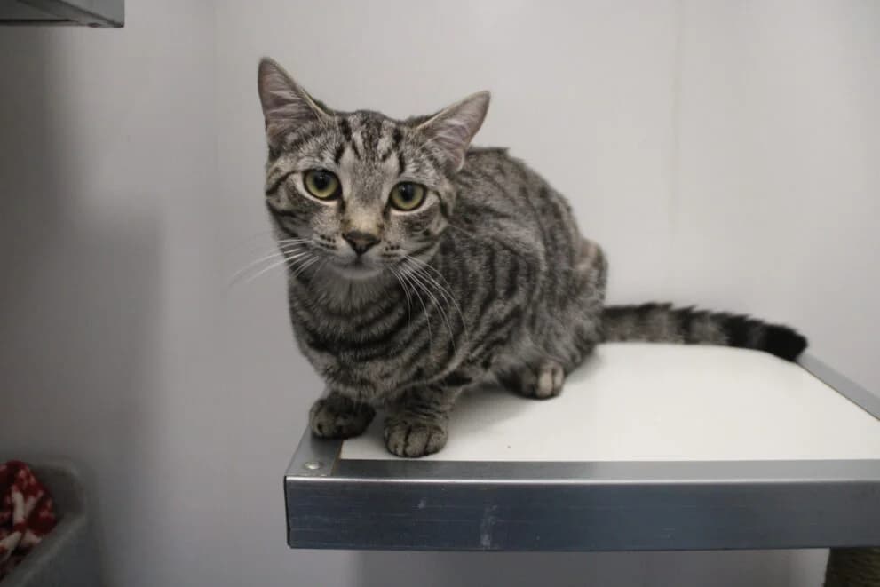 Ziarra, Mixed Breed Cat (Brysons Animal Refuge)