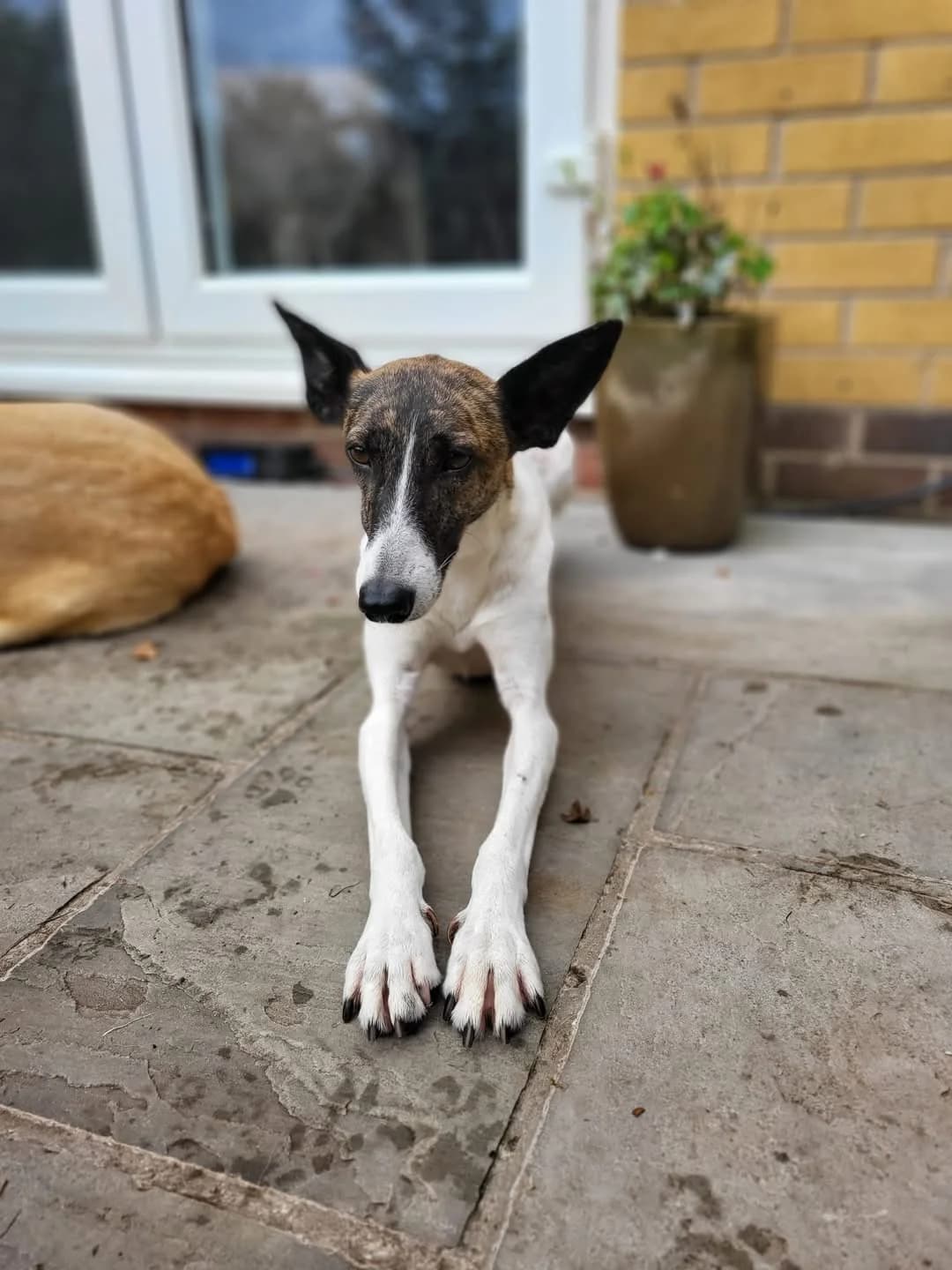 Cee Cee, female Mixed Breed for adoption at Candy