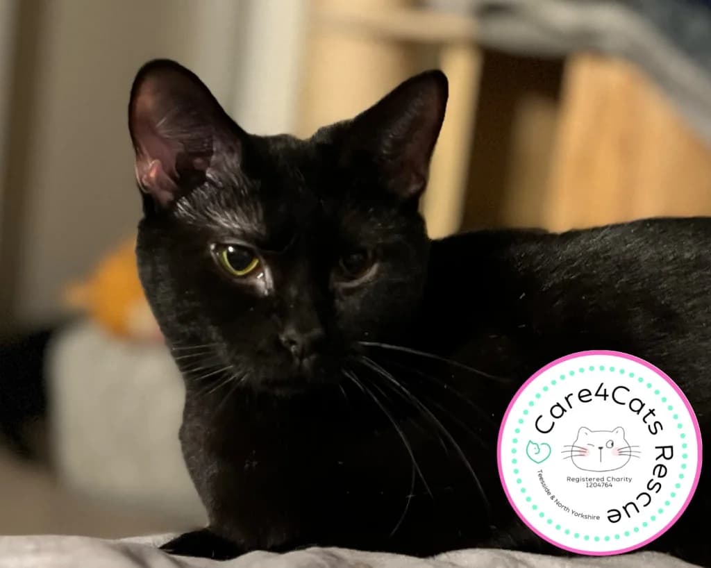 Orchid, female young Mixed Breed Cat for adoption at Care4Cats Rescue — Teesside & North Yorkshire