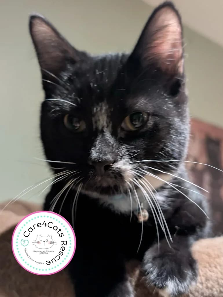 Tom, male young Mixed Breed Cat for adoption at Care4Cats Rescue — Teesside & North Yorkshire
