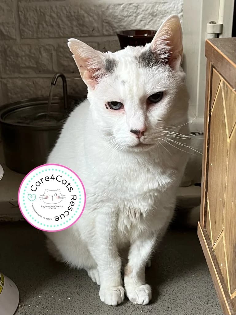 Willow, female senior Mixed Breed Cat for adoption at Care4Cats Rescue — Teesside & North Yorkshire