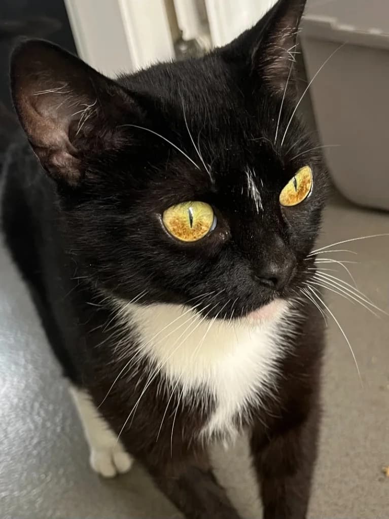 Bindi, Mixed Breed Cat (Care4Cats Rescue — Teesside & North Yorkshire)