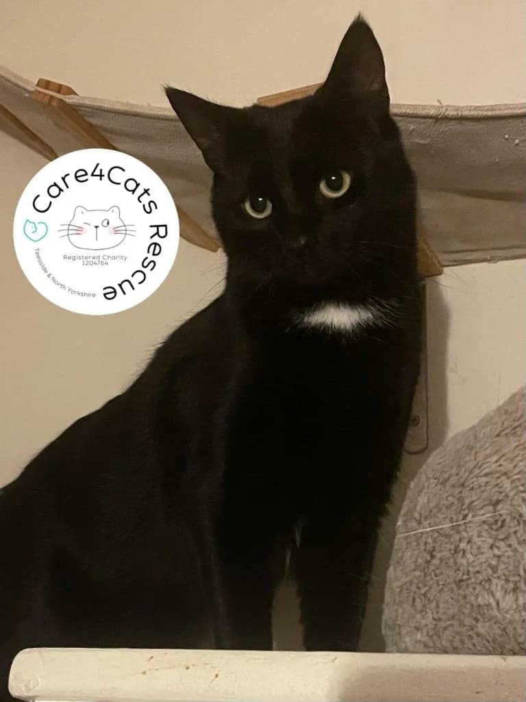Miranda, female 3yo Mixed Breed Cat for adoption at Care4Cats Rescue — Teesside & North Yorkshire