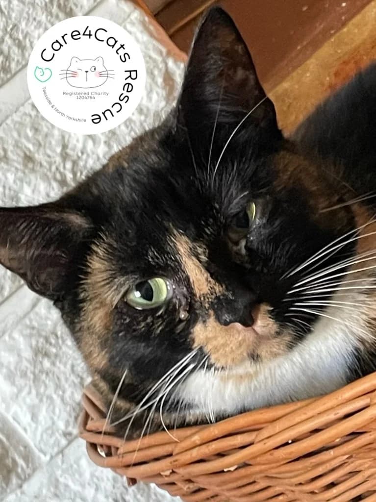 Mintoe, female 3yo Mixed Breed Cat for adoption at Care4Cats Rescue — Teesside & North Yorkshire