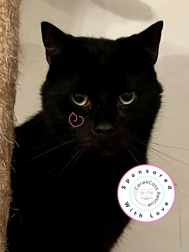Houston, male 4yo Mixed Breed Cat for adoption at Care4Cats Rescue — Teesside & North Yorkshire