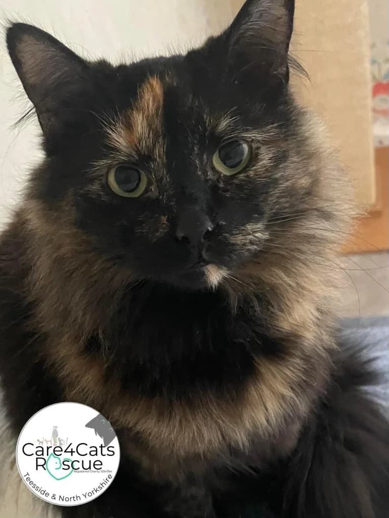 Rowan, female 4yo Mixed Breed Cat for adoption at Care4Cats Rescue — Teesside & North Yorkshire
