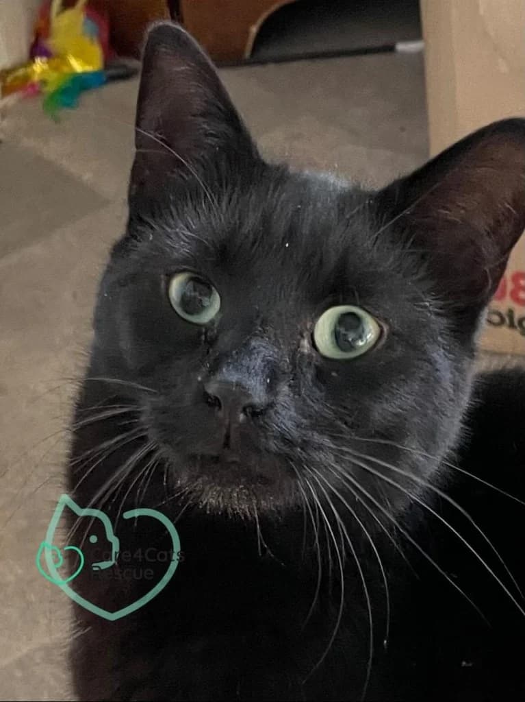 Pocus, female 4yo Mixed Breed Cat for adoption at Care4Cats Rescue — Teesside & North Yorkshire