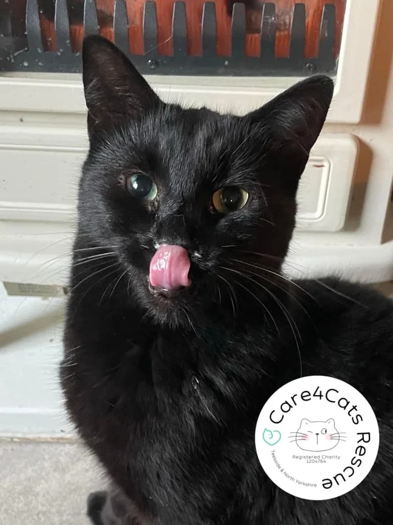 Hocus, male 4yo Mixed Breed Cat for adoption at Care4Cats Rescue — Teesside & North Yorkshire