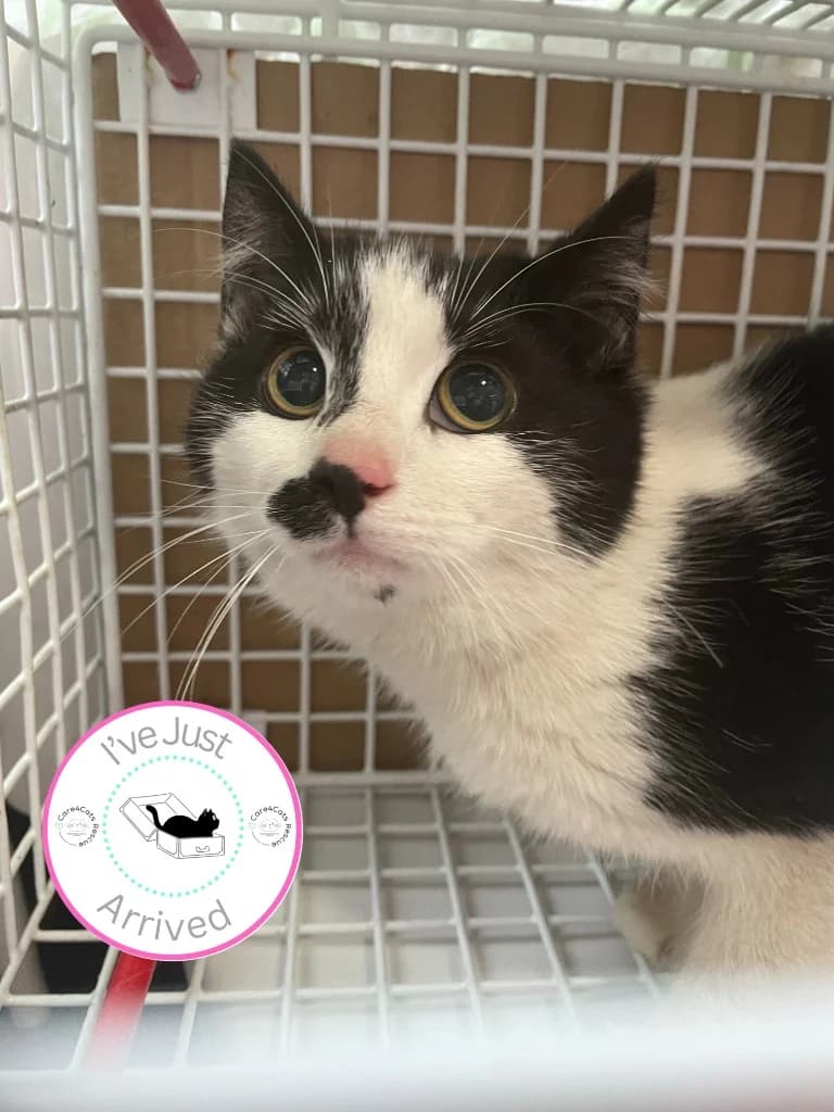 Berkeley, female young Mixed Breed Cat for adoption at Care4Cats Rescue — Teesside & North Yorkshire