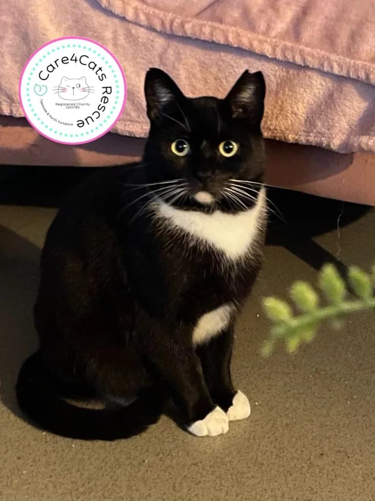 Major, male 5yo Mixed Breed Cat for adoption at Care4Cats Rescue — Teesside & North Yorkshire