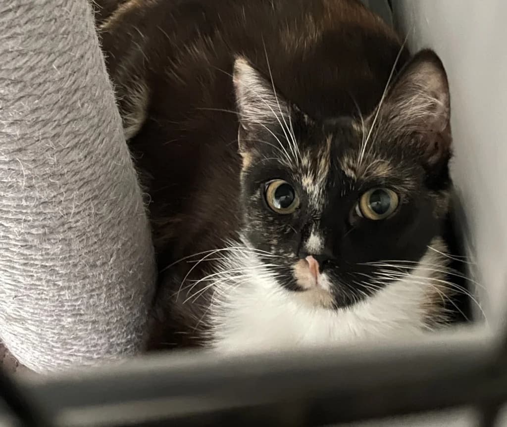 Charlotte, female 6yo Mixed Breed Cat for adoption at Care4Cats Rescue — Teesside & North Yorkshire