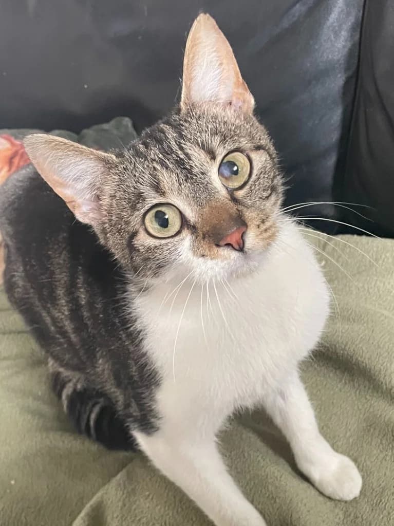 Emily, female young Mixed Breed Cat for adoption at Care4Cats Rescue — Teesside & North Yorkshire