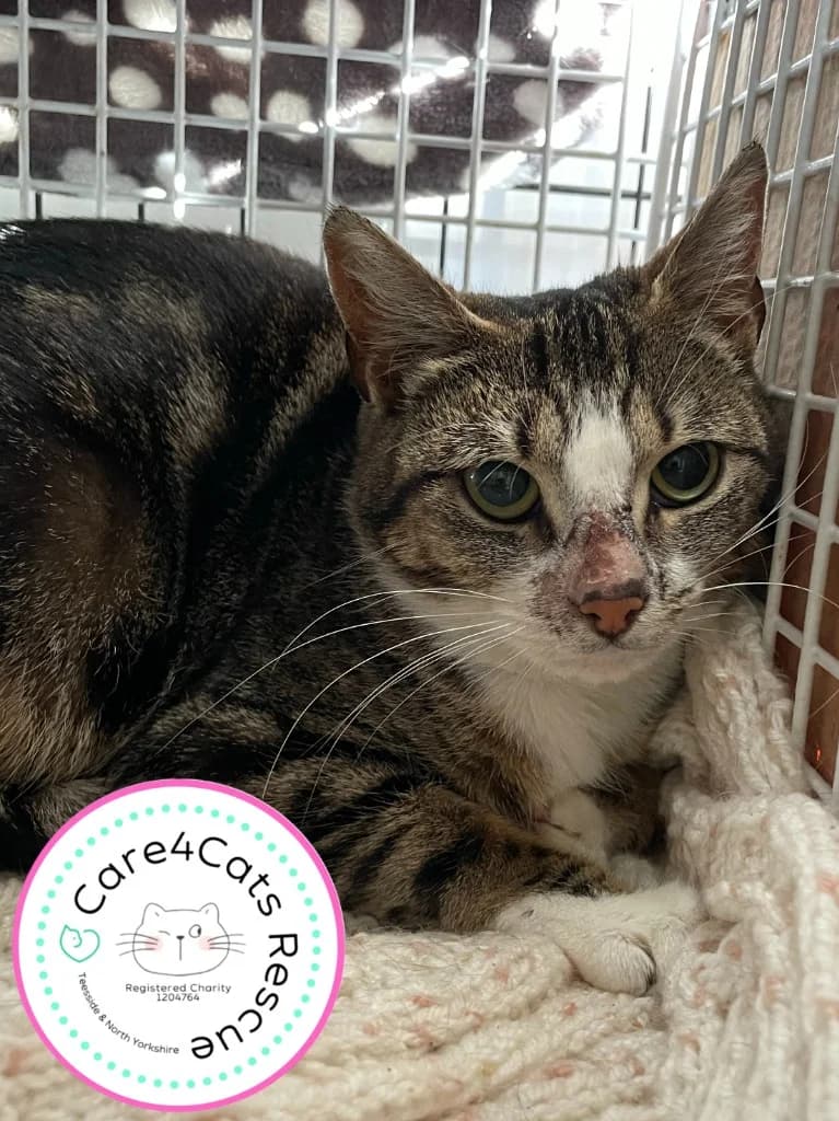 Sage, female young Mixed Breed Cat for adoption at Care4Cats Rescue — Teesside & North Yorkshire