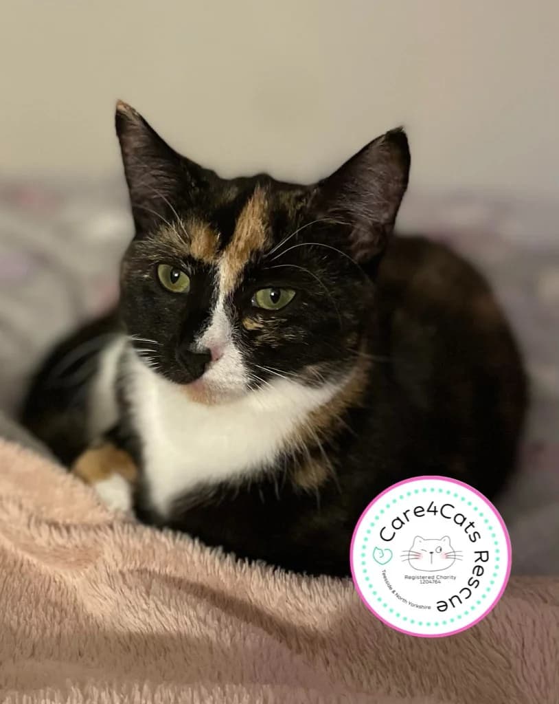 Sammy, female young Mixed Breed Cat for adoption at Care4Cats Rescue — Teesside & North Yorkshire