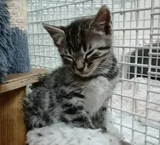 Wee,  Mixed Breed for adoption at Catconcern