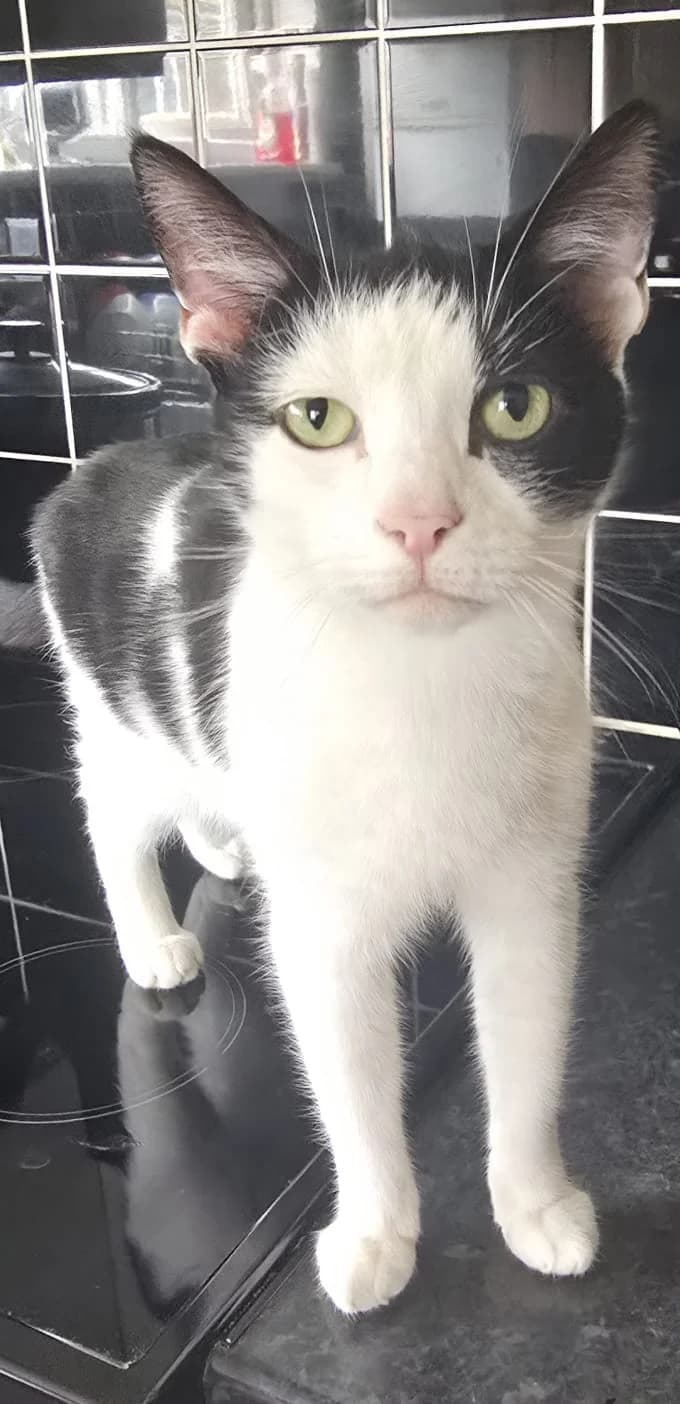 Kevin " Kevette", female Mixed Breed for adoption at Catitude Cat Rescue