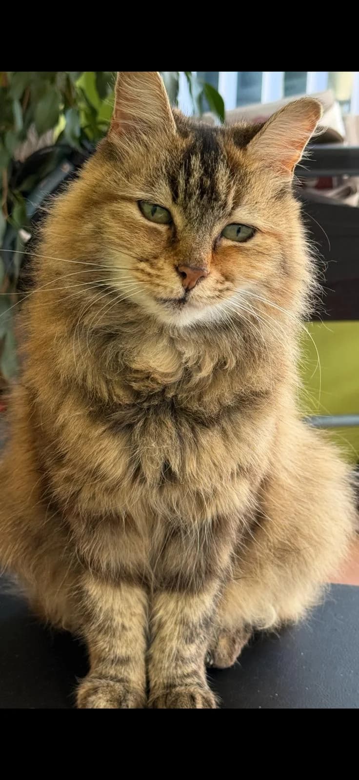 Mitzie, Mixed Breed (Catitude Cat Rescue)