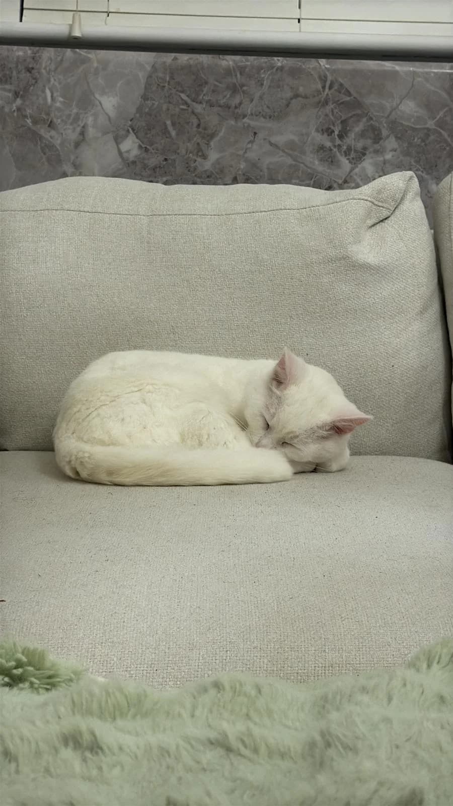 Nunu, Mixed Breed (Catitude Cat Rescue)