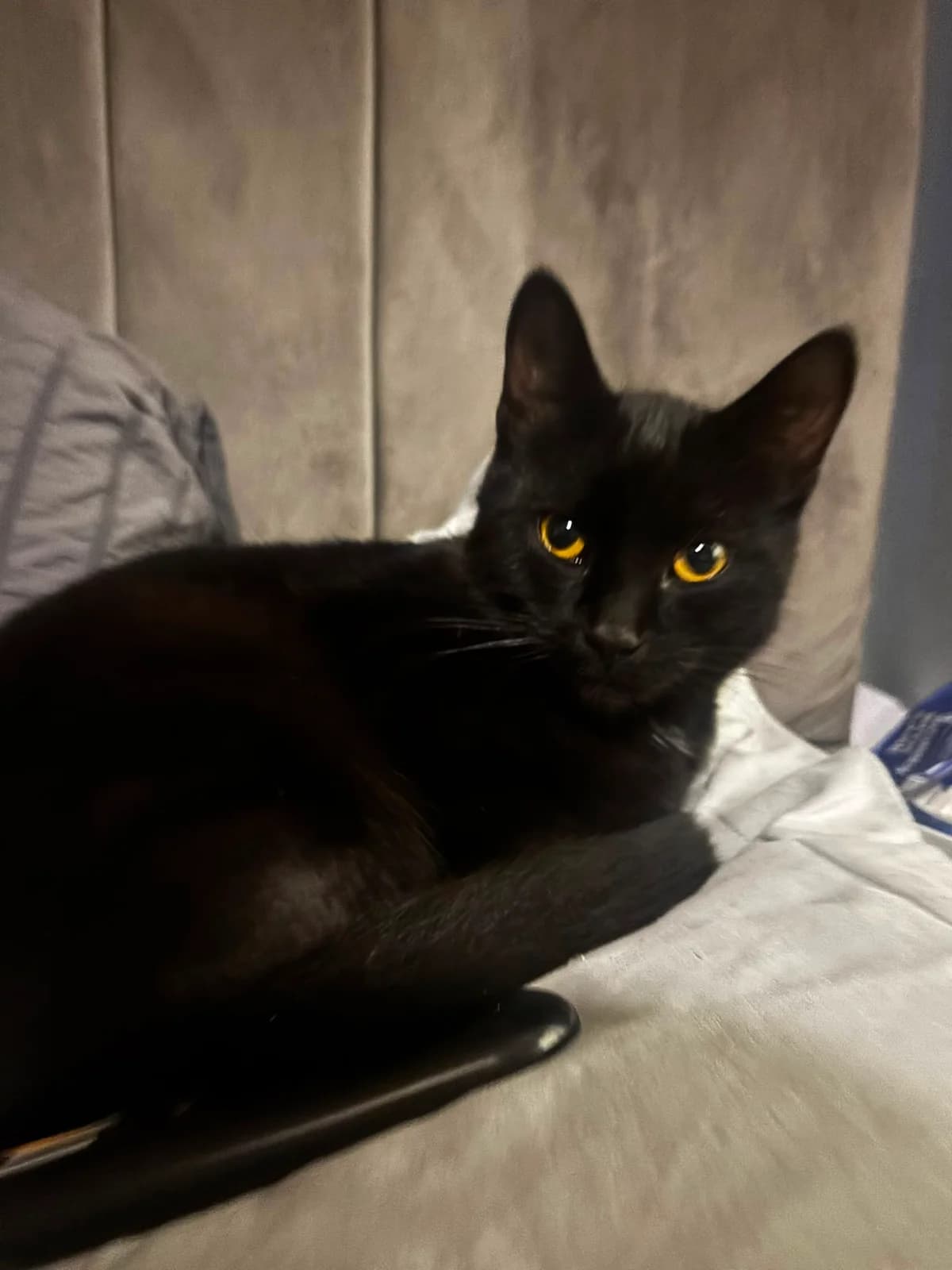 Ozzy, male puppy Mixed Breed for adoption at Catitude Cat Rescue