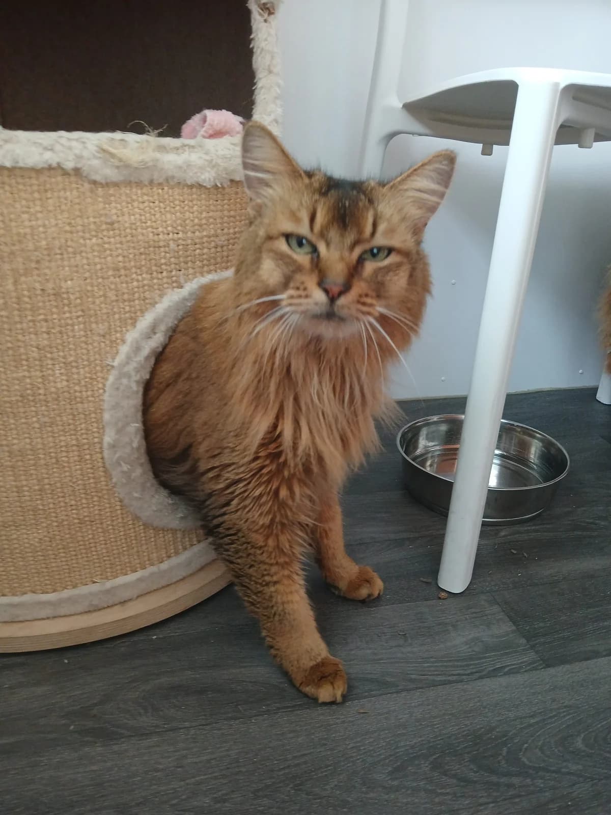 Coco & Raffles,  3yo Mixed Breed for adoption at Cats in Distress