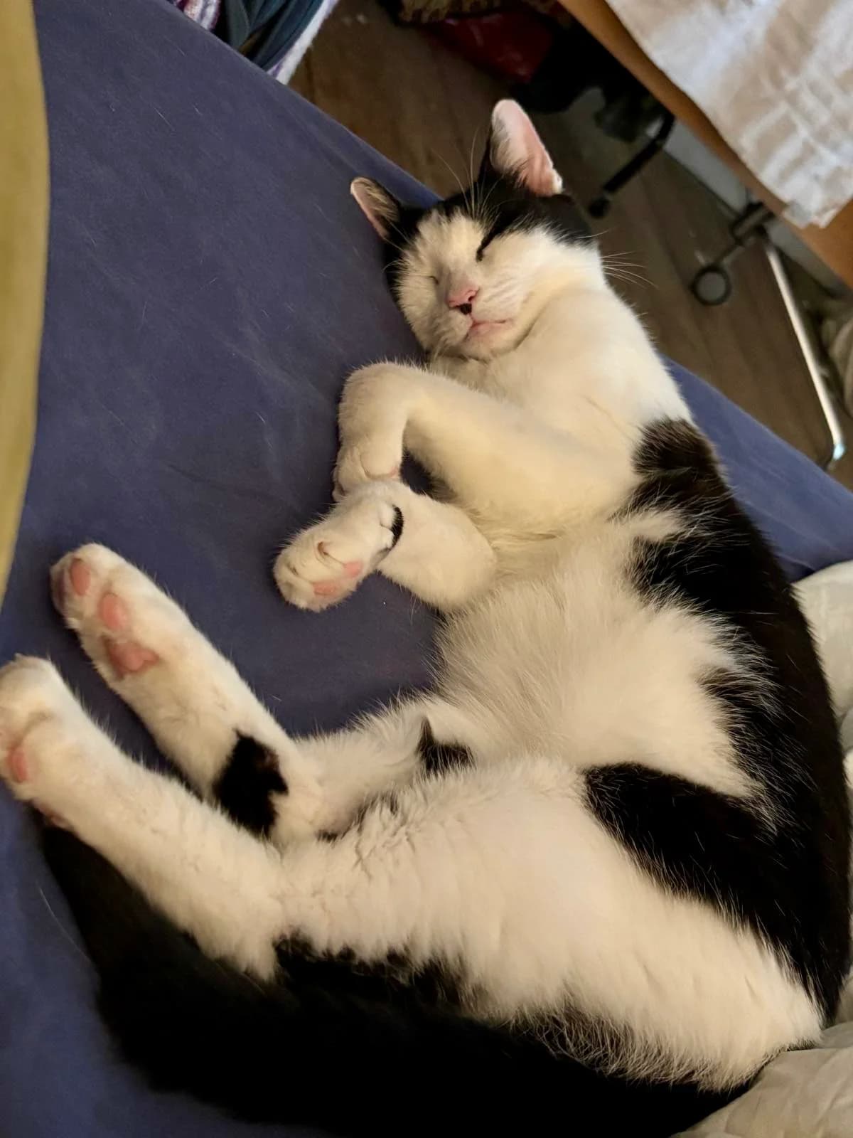 Lily,  7yo Mixed Breed for adoption at Cats in Distress