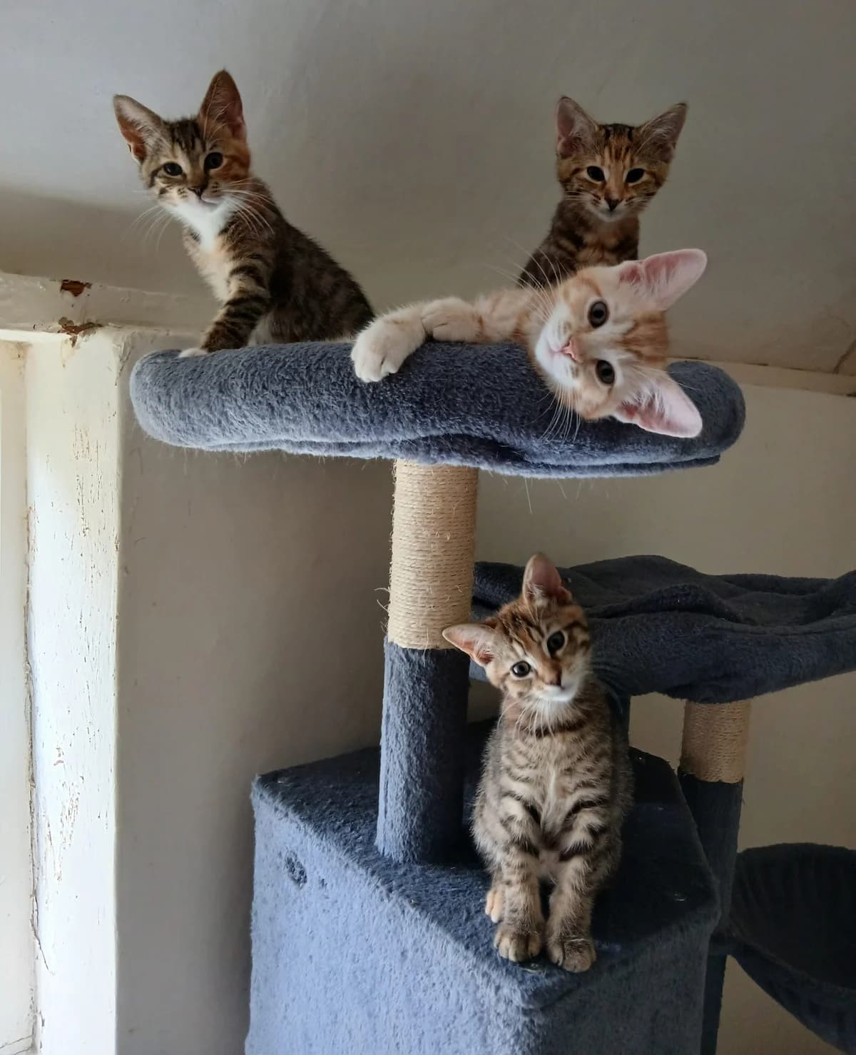 Yeovil Kittens,  Mixed Breed for adoption at Cats in Distress